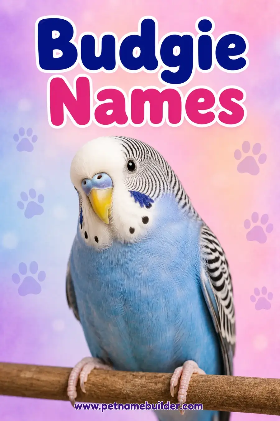 Budgie Names: 110 Cute & Cheerful Ideas for Parakeets